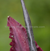 Dracunculus vulgaris Gemeine Drachenwurz Dragon Arum.jpg