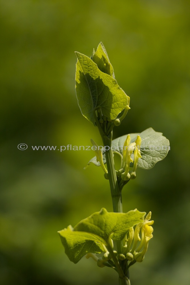 Aristolochia clematitis Osterluzei European Birthwort 3.jpg