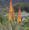 Aloe arborescens ferox Krantz Aloe 1.jpg
