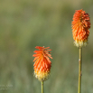 Kniphofia caulescens Lesotho Red-hot Poker-2.jpg