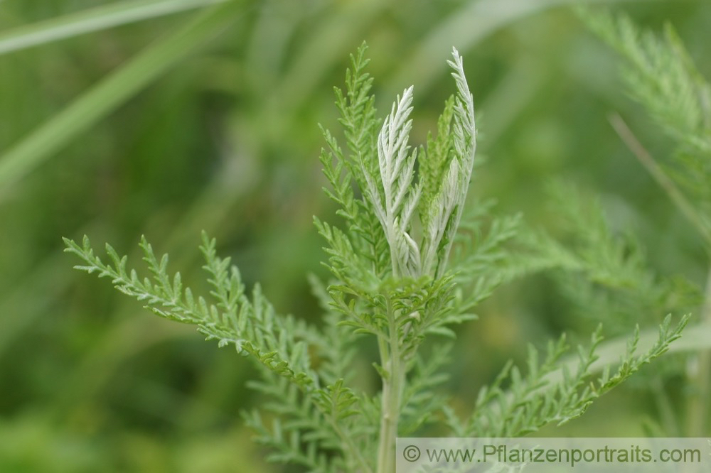 Artemisia afra African Wormwood.jpg