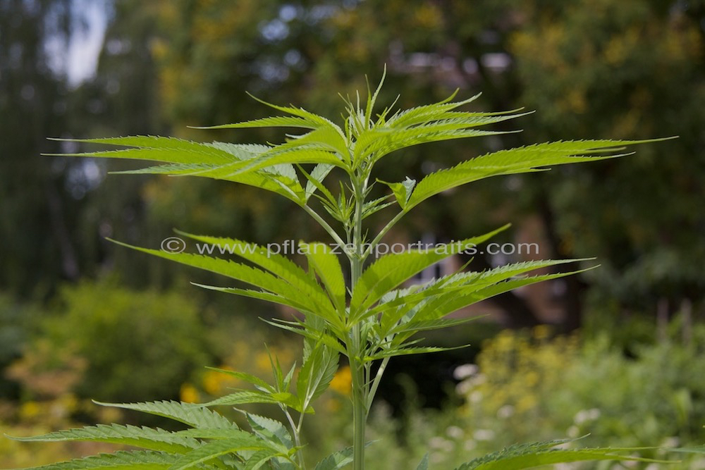 Cannabis sativa subsp indica Indischer Hanf Marijuana 3.jpg