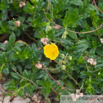 Helianthemum oelandicum Alpen Sonnenroeschen Rock Rose.jpg
