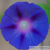 Ipomea purpurea Purpur-Prunkwinde Common Morning Glory.jpg