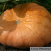 Cucurbita maxima Riesenkuerbis Pumpkin.jpg