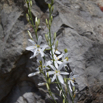 Anthericum liliago - Astlose Graslilie - St Bernards Lily.jpg