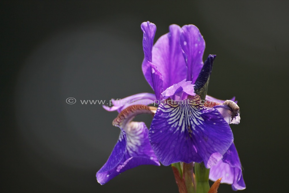 Iris sibirica Sibirische Iris 3.jpg