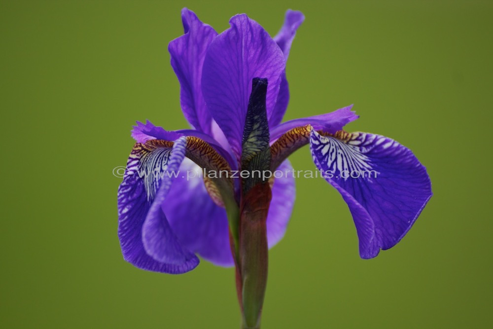Iris sibirica Sibirische Iris.jpg