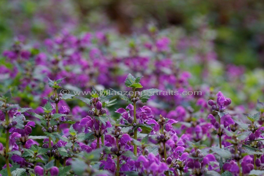 Lamium purpureum Rote Taubnessel Purple Deadnettle.jpg