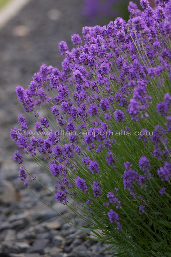 Lavandula angustifolia Echter Lavendel English Lavender.jpg