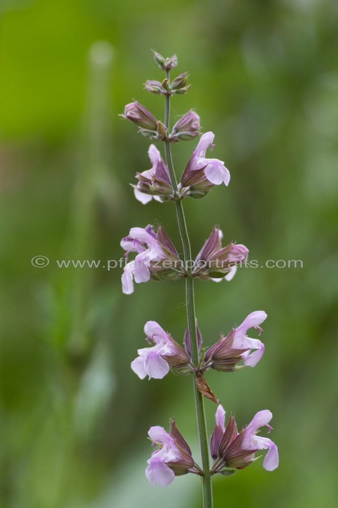 Salvia officinalis Echter Salbei Common Sage 2.jpg