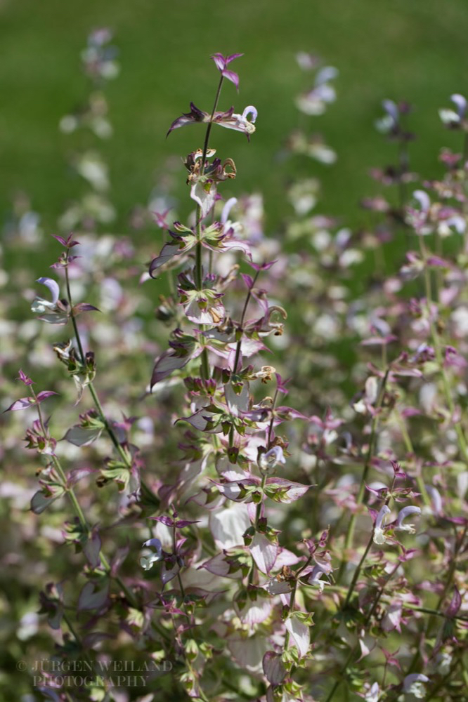 Salvia sclarea Muskateller-Salbei Clary.jpg