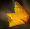 Eschscholzia californica Goldmohn California Poppy Tufted Poppy 5.jpg