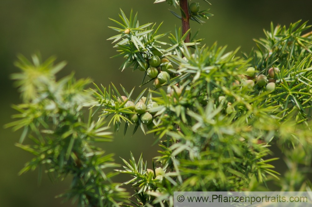 Juniperus communis Gewöhnlicher Wacholder Common Juniper 3.jpg