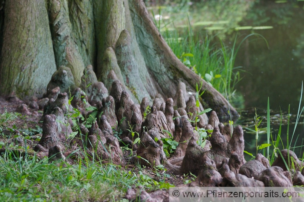 Taxodium distichum  Zweizeilige Sumpfzypresse Bald Cypress Swamp Cypress.jpg