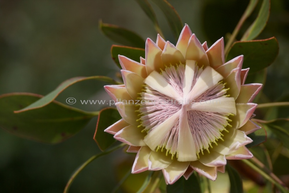 Protea cynaroides Artischocken Protea King Protea 6.jpg