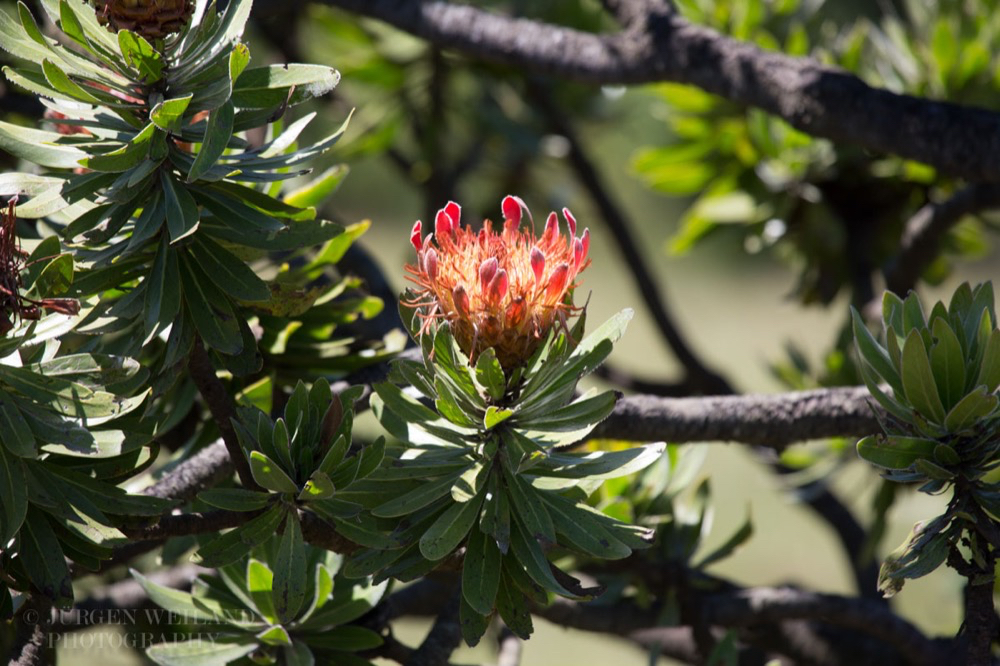 Protea drakenbergiensis 2.jpg