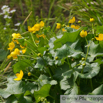 Caltha palustris Sumpf Dotterblume Marsh Marigold 4.jpg