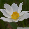 Pulsatilla alpina Alpen Kuechenschelle White Pasque flower 3.jpg