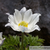 Pulsatilla alpina Alpen Kuechenschelle White Pasque flower.jpg