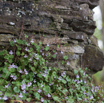 Cymbalaria muralis Mauerblümchen Ivy-leaved toadflax-2.jpg