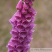 Digitalis purpurea Roter Fingerhut Purple Foxglove 2.jpg