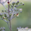 Scrophularia nodosa Knotige Braunwurz Woodland Figwort 2.jpg