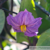 Solanum melongena Aubergine Eggplant 2.jpg