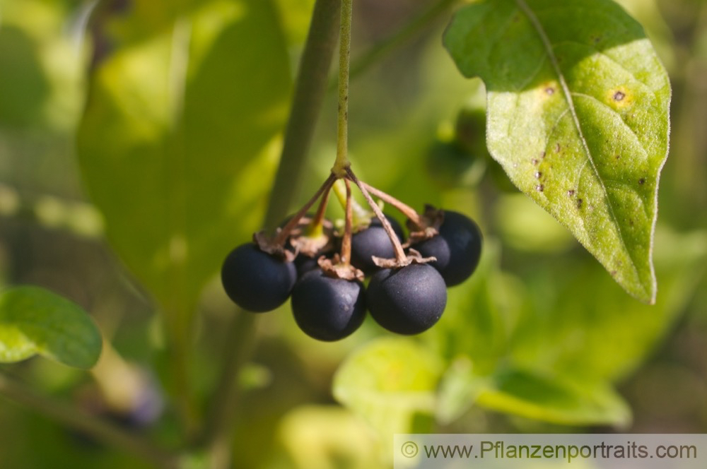Solanum nigrum Schwarzer Nachtschatten Black Nightshade 2.jpg