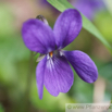 Viola odorata Märzveilchen Wohlriechendes Veilchen Sweet Violet.jpg