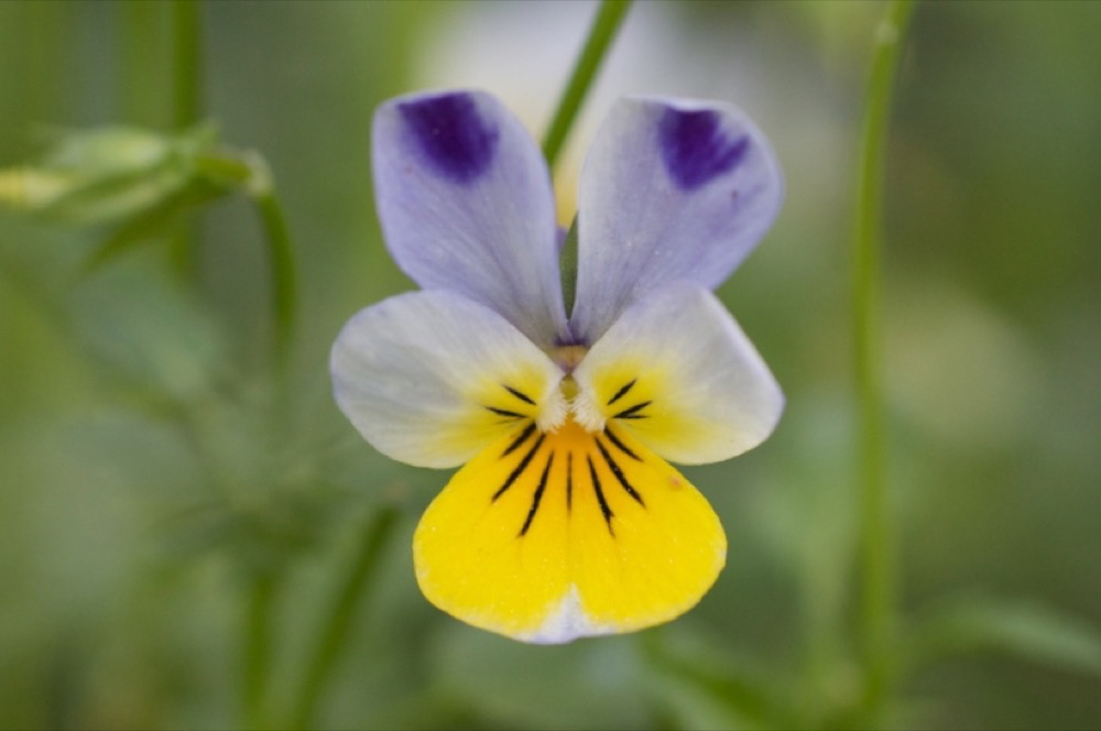 Viola tricolor Wildes Stiefmütterchen Heartsease Wild Pansy 2.jpg