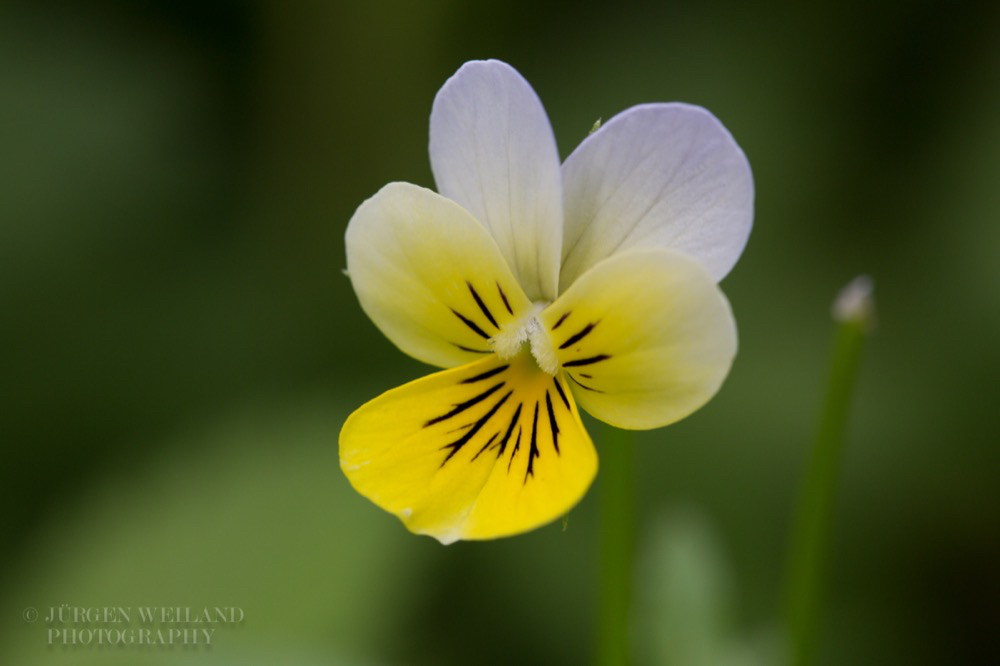 Viola tricolor Wildes Stiefmütterchen Heartsease Wild Pansy 3.jpg
