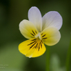 Viola tricolor Wildes Stiefmütterchen Heartsease Wild Pansy 3.jpg
