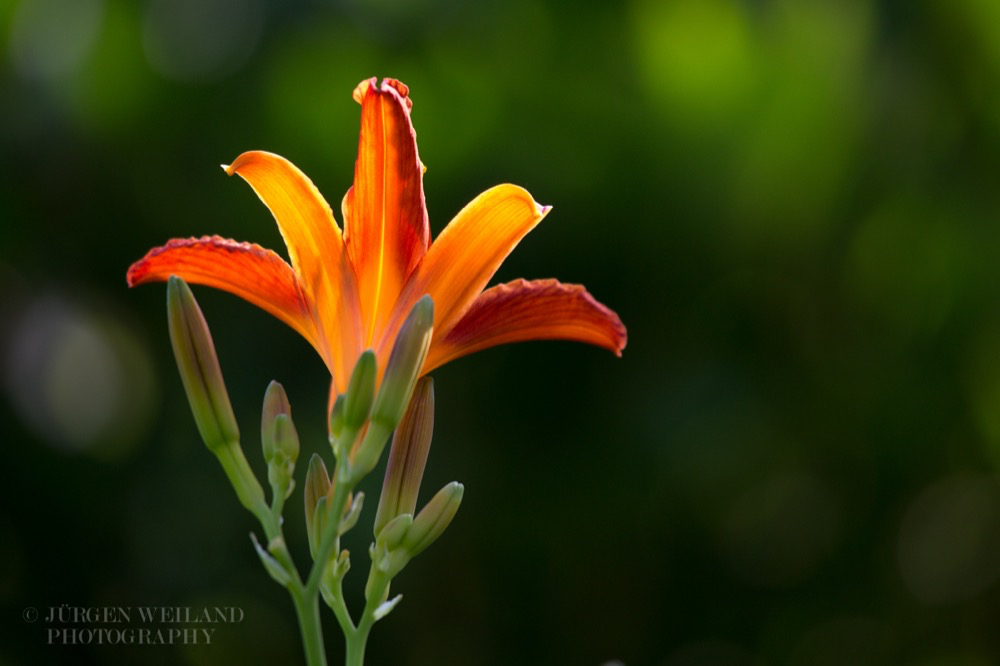 Hemerocallis Taglilie Day Lily.jpg